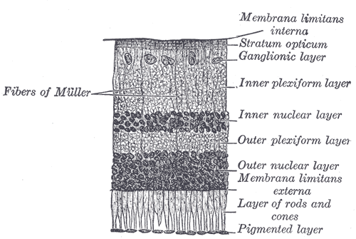 Layers of the Retina, from Gray's Anatomy Layers of the Retina, from Gray's Anatomy